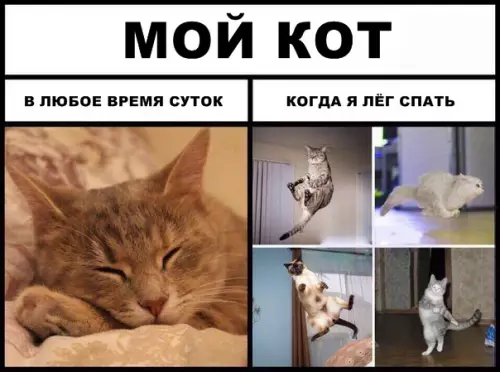 Смешная картинка №294147 кошки