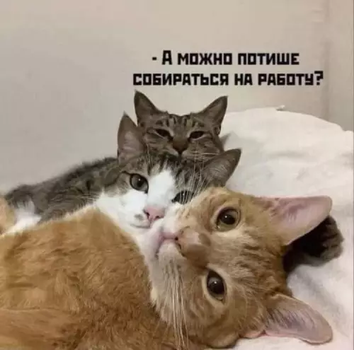 Смешная картинка №668849 коты