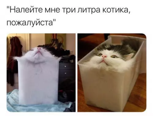 Смешная картинка №277961 кошки