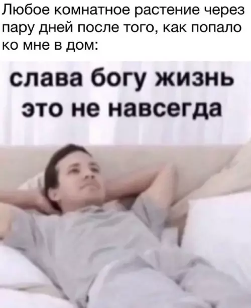 Мой талант убивать даже кактусы 🪴💀 - Любое комнатное растение через пару дней после того, как попало