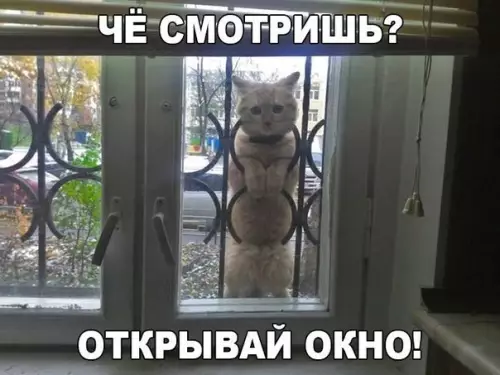 Смешная картинка №199435 коты