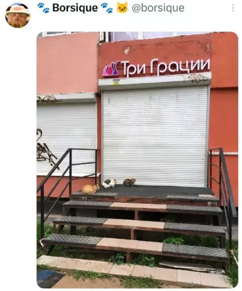Трое из Простоквашино в деле! 😂 - Три Грации