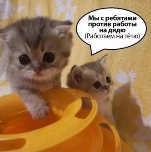 Котята против работы