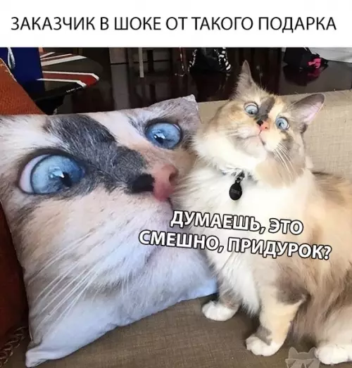 Смешная картинка №317942 коты
