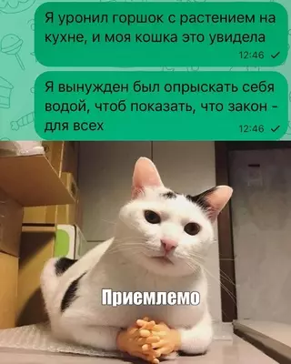 Смешная картинка №718009 коты