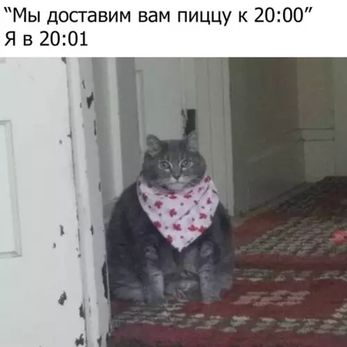 Смешная картинка №270273 коты