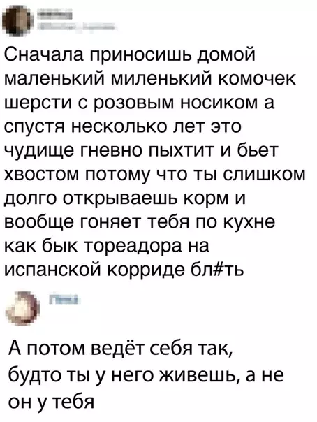 Смешная картинка №347889 коты
