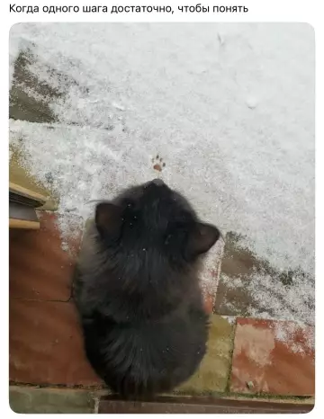 Смешная картинка №804673