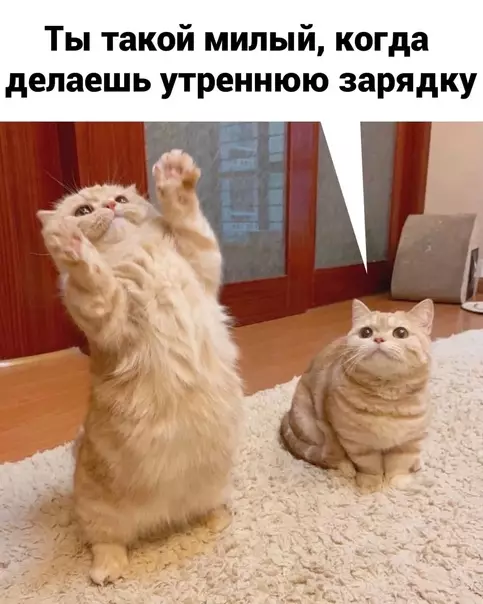 продолжение Смешная картинка №574924 кошки, любовь