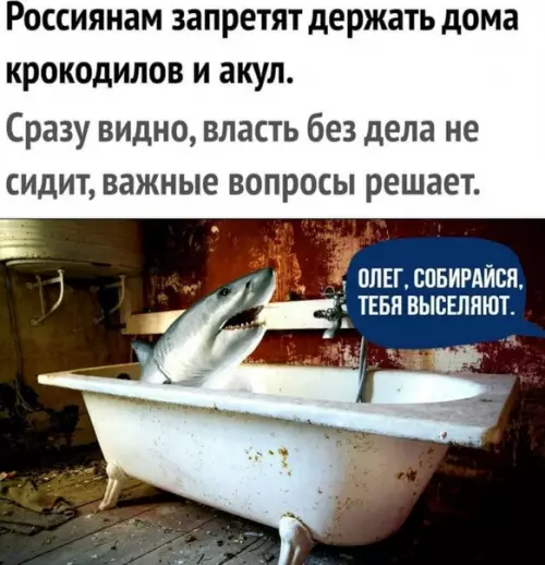 Смешная картинка №445236 Блин а так хотелось подержать у себя акулу