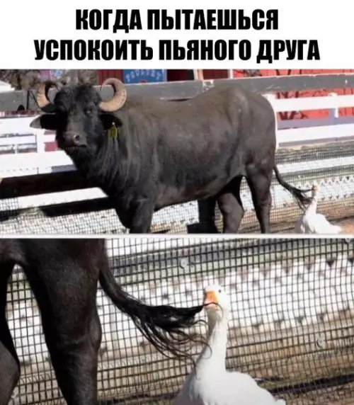 Смешная картинка №252035 Друг