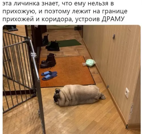 Смешная картинка №341496 *издaёт звуки дpaмы*