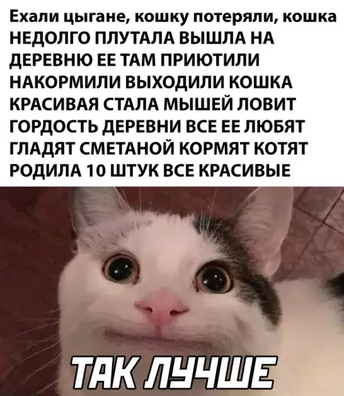 Смешная картинка №662513 кошки