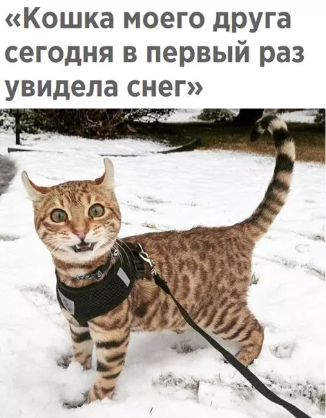 Смешная картинка №237695