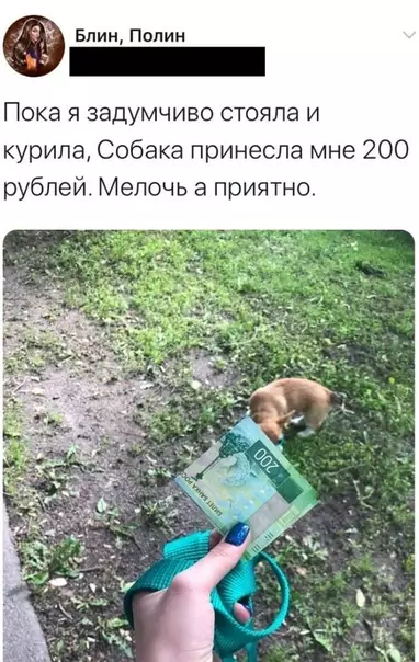 Смешная картинка №517516 Собаки