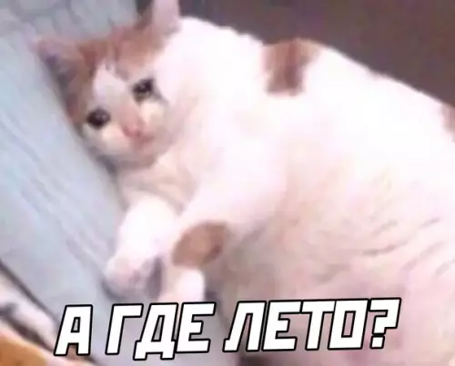 продолжение Смешная картинка №610291 Кошки