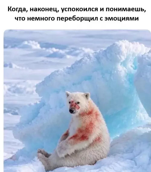 Когда эмоции взяли верх 🐻‍❄️💥 - Когда, наконец, успокоился и понимаешь, что немного переборщил с эмоциями