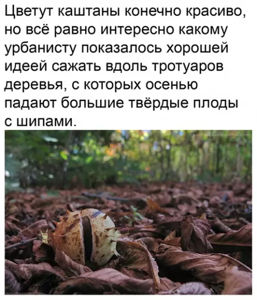 Смешная картинка №481161 Изощренный урбанист