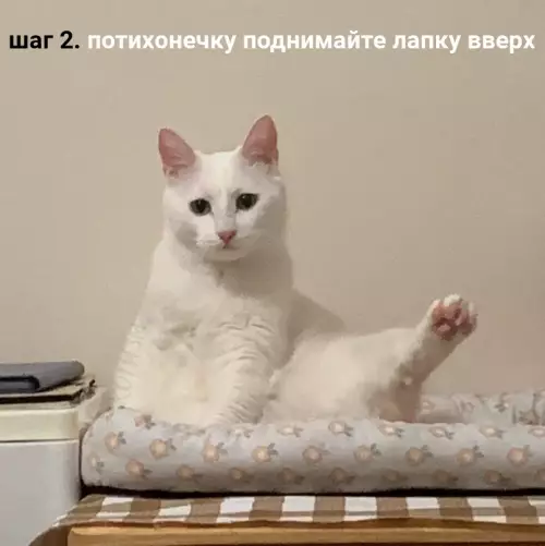 продолжение Смешная картинка №661802 Kaк cдeлaть идeaльнoe xoбa. Инcтpyкция. коты