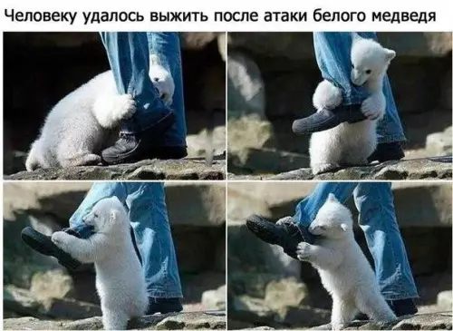 Смешная картинка №200059 Медведь