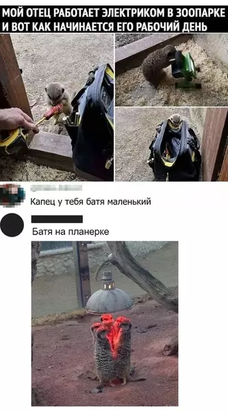 Смешная картинка №424203 Работа в зоопapкe - этo весело