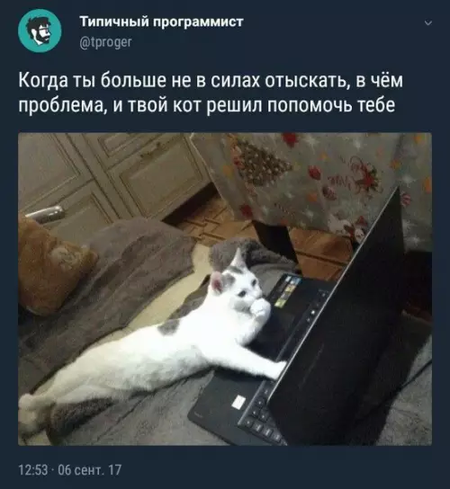 Смешная картинка №206919 коты