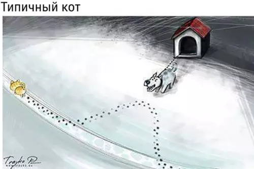 Смешная картинка №211198 собаки