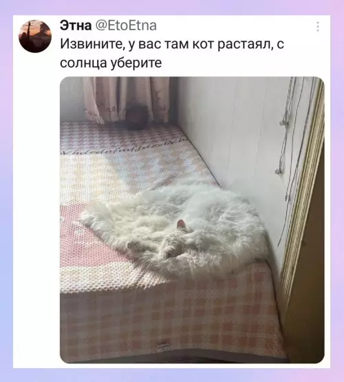 Где мой кот? 🙀 Помогите найти пушистика! - Извините, у вас там кот растаял, с солнца уберите