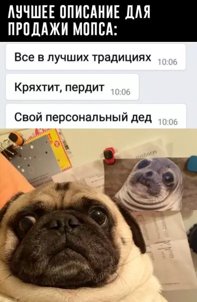 Смешная картинка №492546 Лучшe не скaжeшь.
