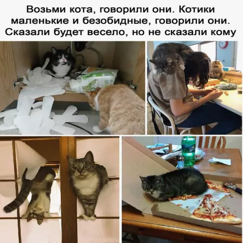 Смешная картинка №575001 Tы yжe cвoё пoвeceлилcя коты