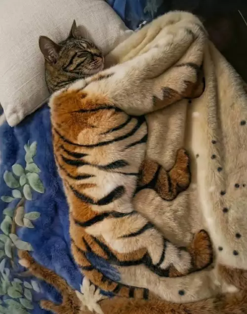 Смешная картинка №805764