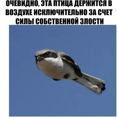 Смешная картинка №198726