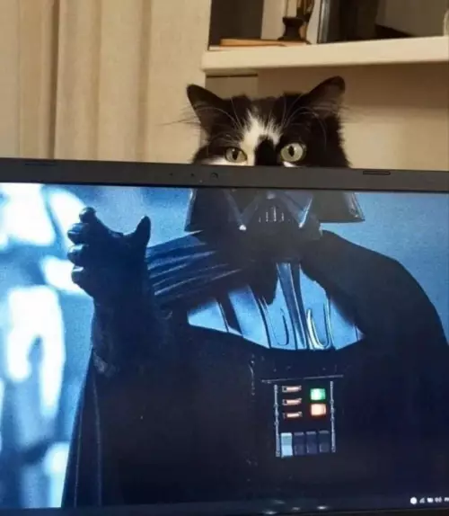 Дарт Вейдер или Кот Вейдер? 🐈‍⬛✨ - Все сходится