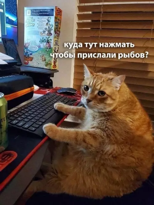 Где тут кнопка заказа рыбы? 🐟😂 - Куда тут нажать чтобы прислали рыбов?