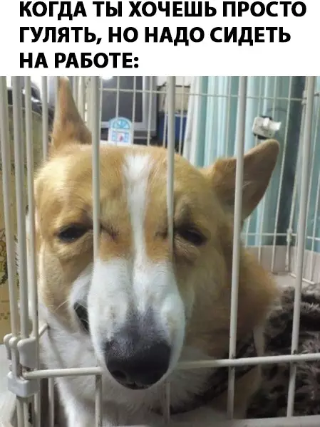 Смешная картинка №281805