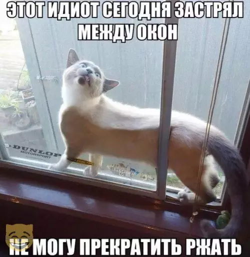 Смешная картинка №326089 коты