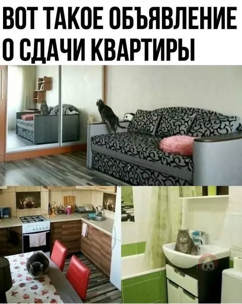 Смешная картинка №512642 Кажется, кот против