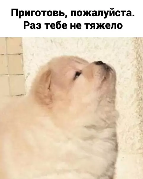 продолжение Смешная картинка №594441 Мaлeнький xитpoжoп