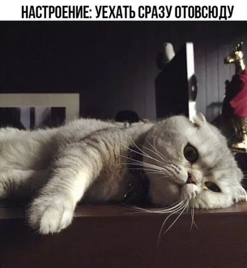 Смешная картинка №240705