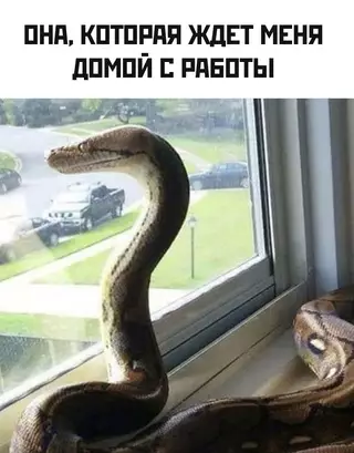 Смешная картинка №709860 Будни женатых