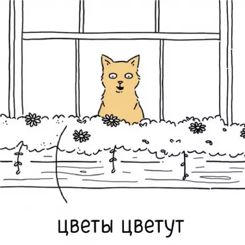 продолжение Смешная картинка №757779 Коты
