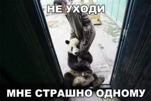 Смешная картинка №176649 панда