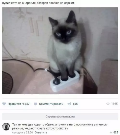 Смешная картинка №391089 коты