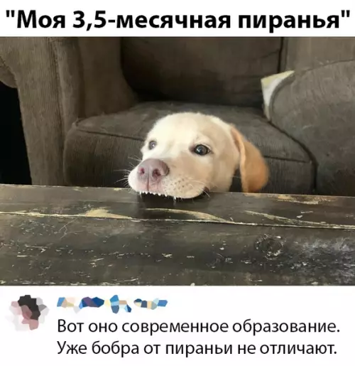 Смешная картинка №387988