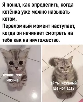 Смешная картинка №713735 Коты