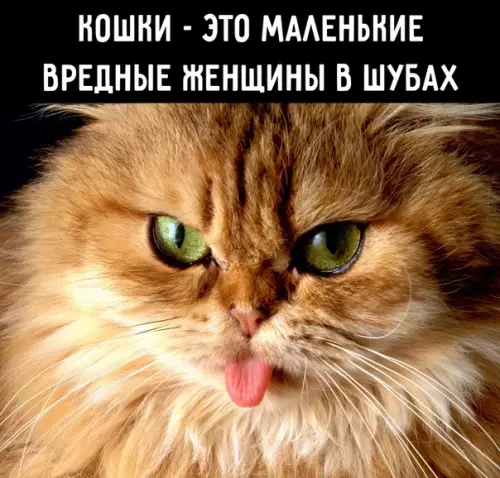 Смешная картинка №334502