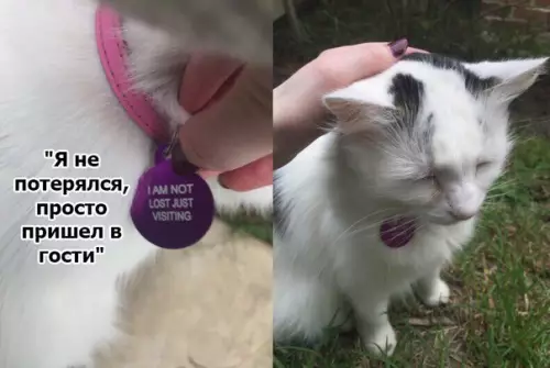 Смешная картинка №259037 коты