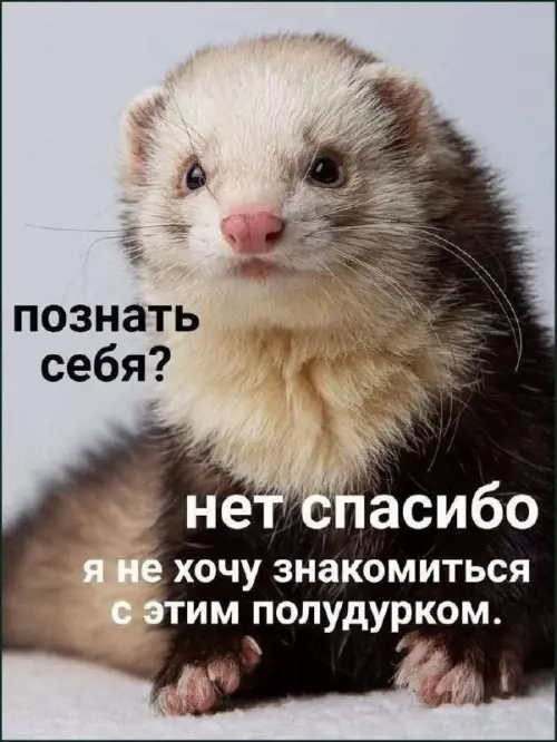 Самопознание — это слишком опасно! 🦦 - познать себя? нет спасибо я не хочу знакомиться с этим