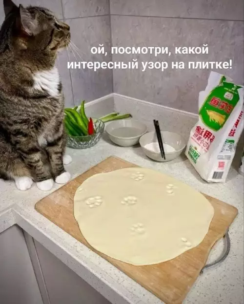 Смешная картинка №730769 Это не я Коты