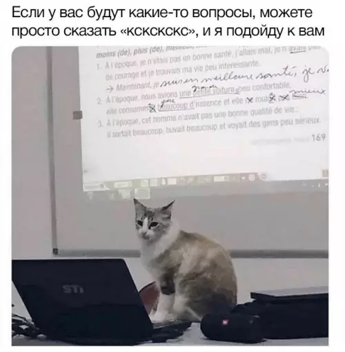 Смешная картинка №661594 Коты